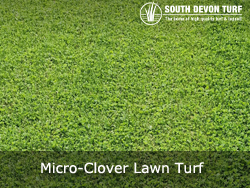 Mirco  Clover Turf for Torbay, South Hams 